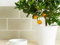 wandtegel Beige 10 x 20 | 501-910 | Jan Groen Tegels