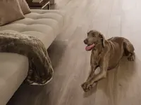 vloertegel Bruin 19.3 x 180 | 599-857 | Jan Groen Tegels