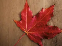 vloertegel Bruin 20 x 120 | 159-920 | Jan Groen Tegels